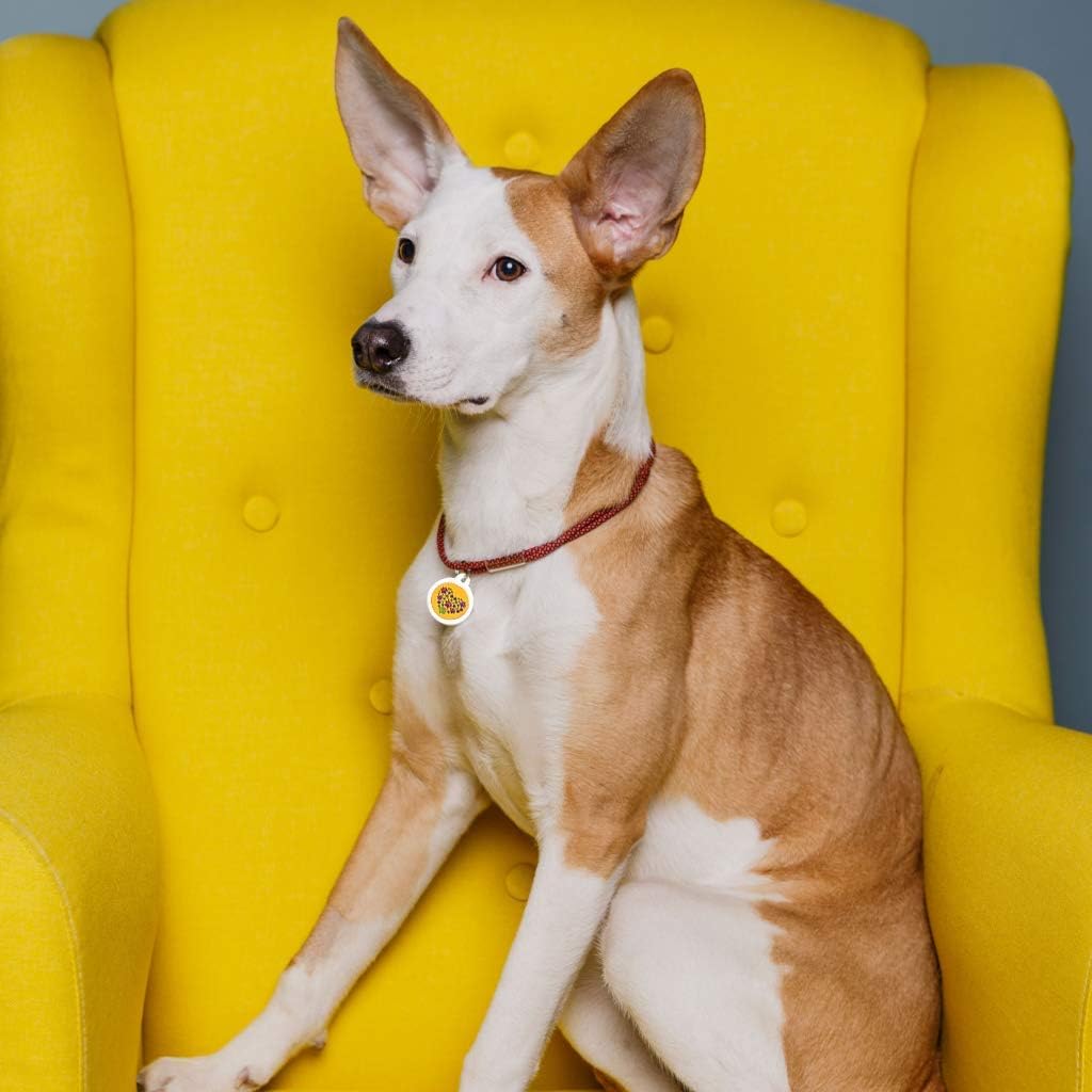 ROVERTAGS Tags for Dogs - Small Dog Tag & Cat Tag - Pet Id Tag - Scannable QR Code Pet Tags for Location - Cat Id Tag & Dog Id Tag with Online Profile - Funny Dog Tags - Tags for Your Pets : Pet Supplies