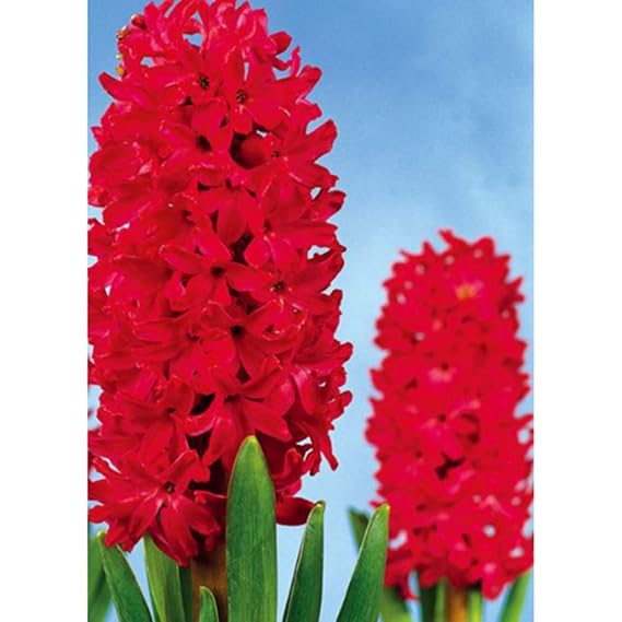 Kisshes Seedhouse - Semillas de jacinthes de mezcla Hyacinthus con ...