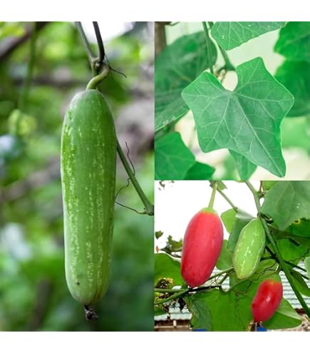 Coccinia Grandis (Ivy Gourd) Seeds – 20 Seeds, Scarlet Edible Gourd, Tindora Vine