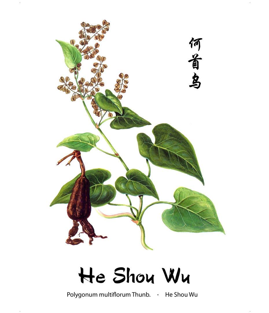 Dragon Herbs He Shou Wu 500 mg 100 Capsules Dietary Supplement