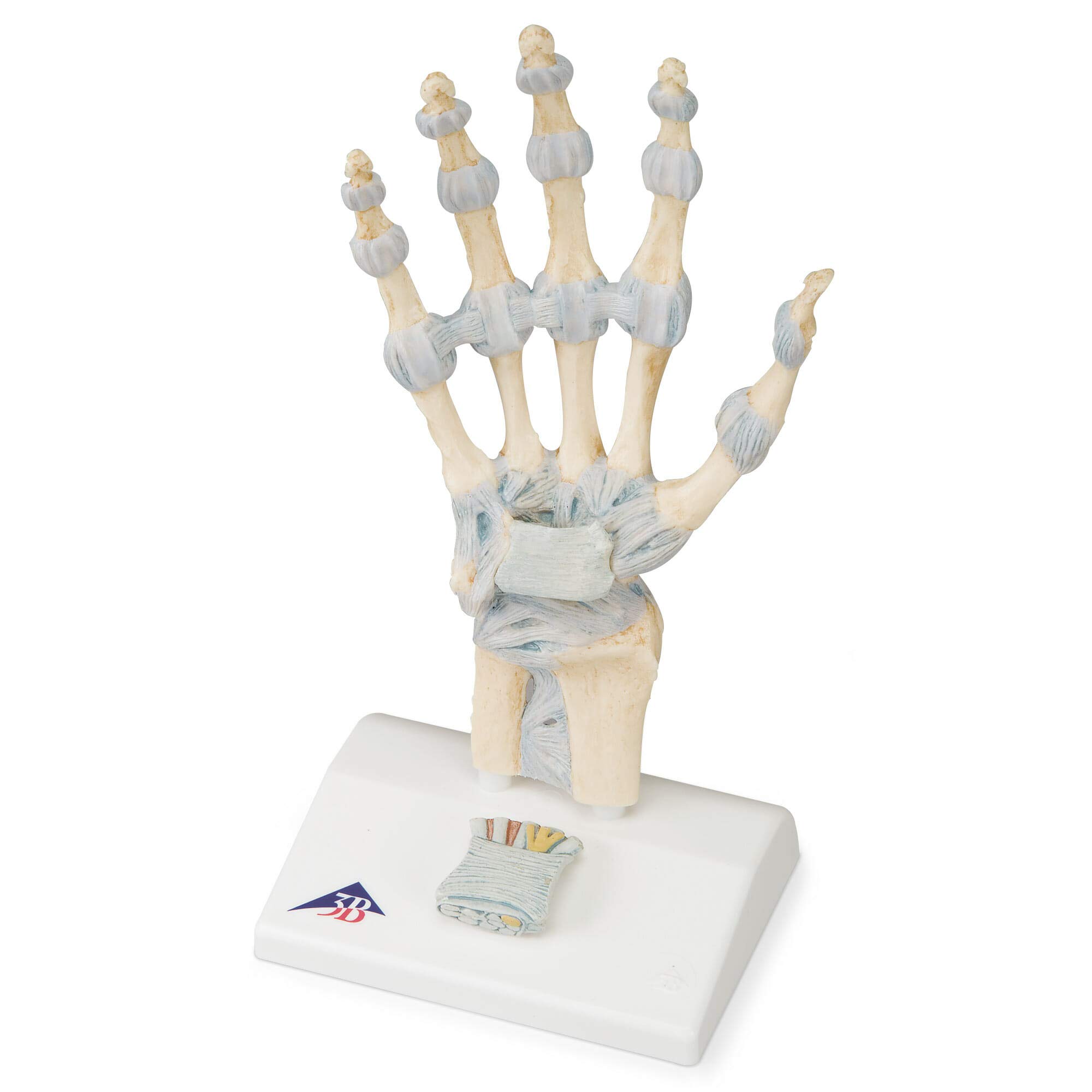 3B Scientific M33 Hand Skeleton Model With Ligaments And Carpal Tunnel + free Anatomy App - 3B Smart Anatomy
