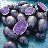 Simply Seed - Purple Majesty - Naturally Grown Seed