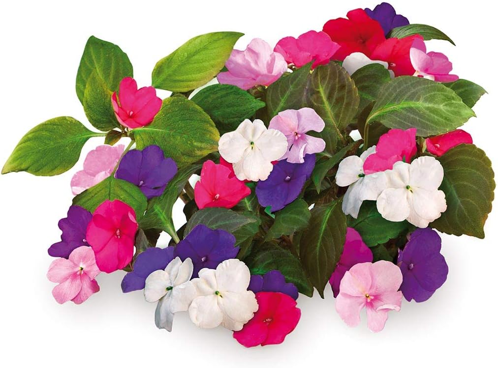 Click and Grow Smart Garden Busy Lizzie Plant Pods, 9pack BigaMart