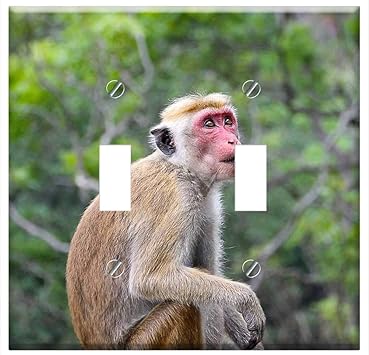 Switch Plate Double Toggle Monkey Makake Sri Lanka Cute Sweet Animal Amazon Com