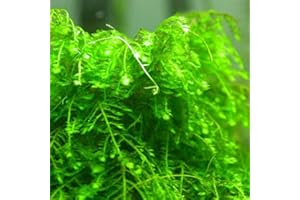 YOKEBOM Weeping Moss Stems in A Cup 4Oz, Weeping Moss Live Plant for Aquarium, Weeping Moss for Aquarium, Bundle Live Weeping Moss for Planting