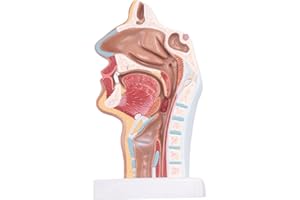 Luejnbogty Human Anatomical Nasal Cavity Throat Anatomy Model For Science Classroom Study Display Teaching Model