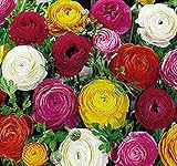 French Peony Ranunculus Mix -12 Largest Size Corms