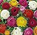 French Peony Ranunculus Mix -12 Largest Size Corms