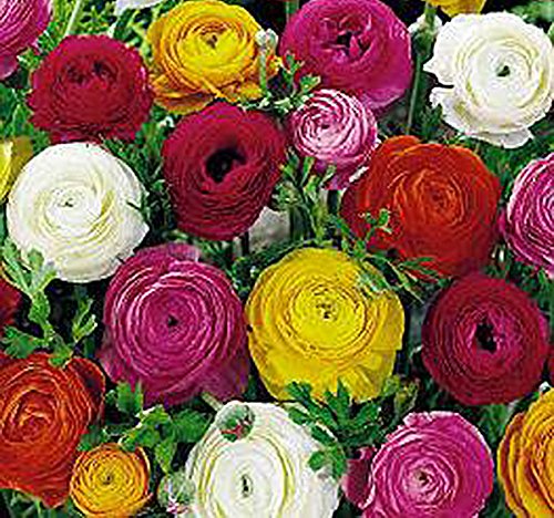 French Peony Ranunculus Mix -12 Largest Size Corms