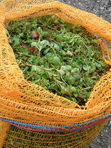 2 kg Sedumsprossenmischung für 20 m² Dachbegrünung – Bild 3