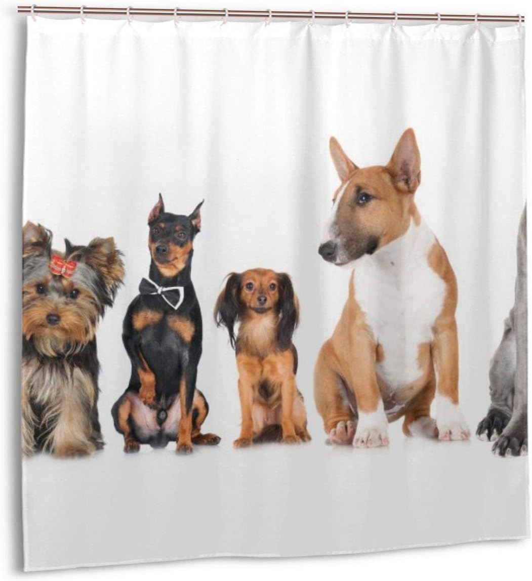 bull terrier and cats