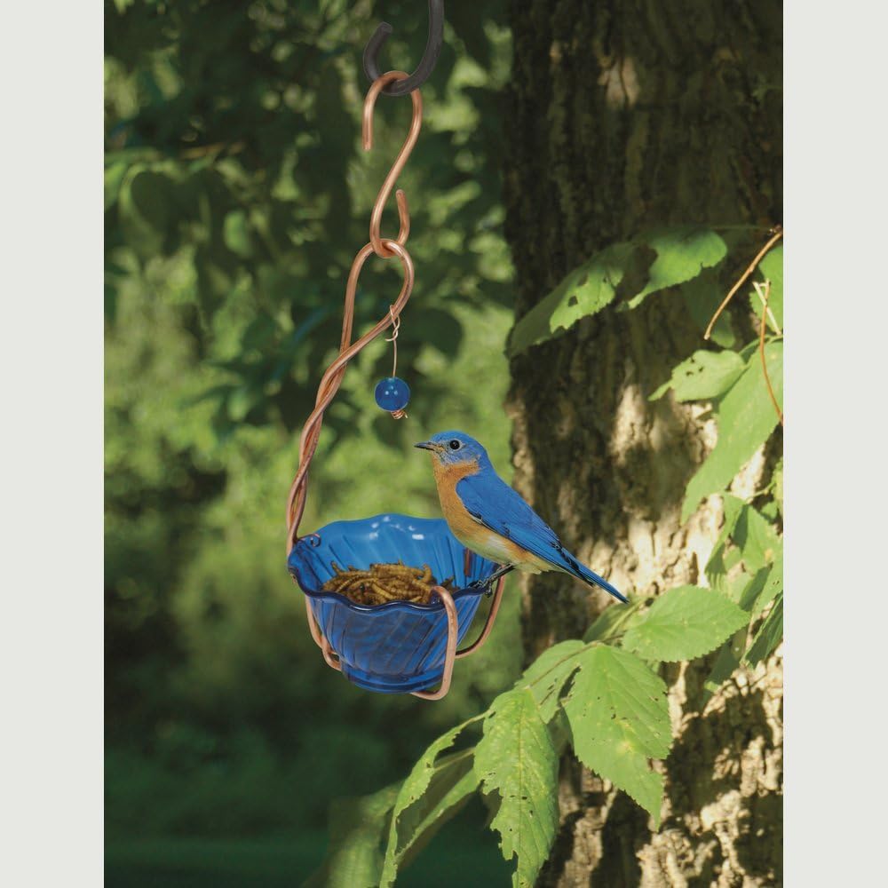 Amazon Com Songbird Essentials Sehhbbmw Copper Bluebird Mealworm