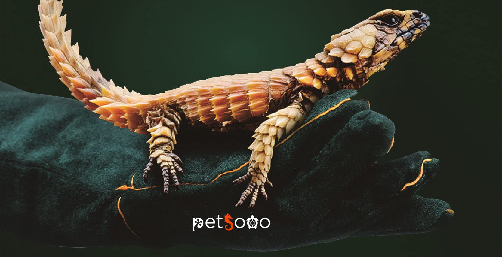 PETSOOO Pet Bite-proof Gloves Animal Handling Gloves Strengthen Leather Pet Reptile Handling Gloves Bite Resistant Protection Gloves for Dog Cat Bird Snake Parrot Lizard Reptile Bathing Grooming