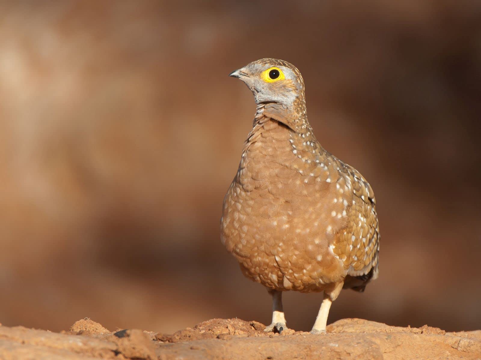 Amazon Co Jp 動物の赤ちゃんワールドへgo 吹替版 を観る Prime Video