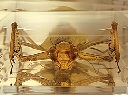 4.3" Real Praying Mantis in Crystal Clear Lucite