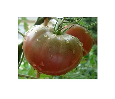 10x Tomate Black Krim Samen schwarz fleischig saftig würzig B375