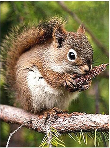 Amazon Co Jp 油絵 数字キットによる絵画 塗り絵 リスの動物 Diy絵 デジタル油絵40x50 センチ Diyの木製フレーム ホーム キッチン