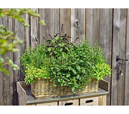 Dehner Rattan Pflanzkasten, ca. 30 x 15 x 15 cm, Rattangeflecht, grau/braun – Bild 8