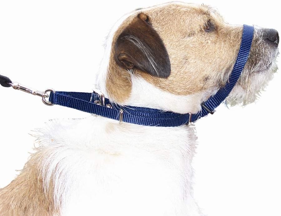 best training collar for dogs that pull