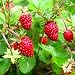 Remontant Strawberries Regina Seeds Organic Russian Berries Seed