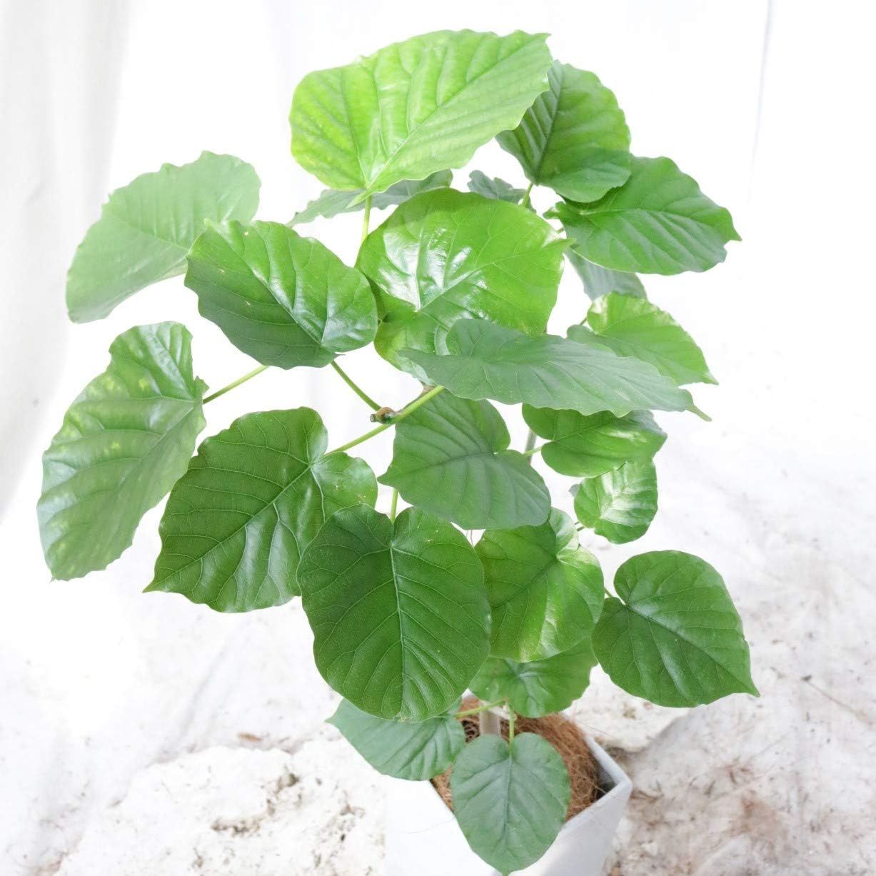 Amazon ウンベラータ スクエア陶器鉢 6号 高さ80 程度 観葉植物 室内向け 沖縄より直送 観葉植物 オンライン通販