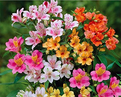Top 10 Best Perennial Seeds Zone 9 Top Reviews No Place Called Home