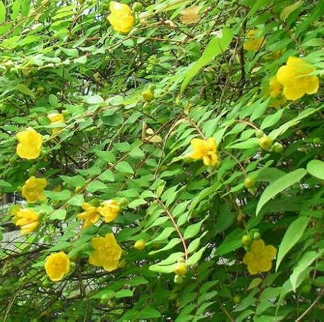 Amazon ヒペリカム ヒデコート 樹高0 3m前後 15cmポット 単 品 ひぺりかむ ひでこーと 未央柳 美容柳の仲間 販売 苗 植木 苗木 庭木 垣根 生垣 生け垣 生垣用 目隠し 木 鉢 プランター