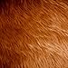 Light Brown Shag Faux Fur Fabric 60