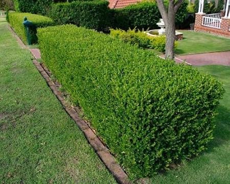 Generic 30 Seeds Buxus Sempervirens Seeds Amazon In Garden Outdoors