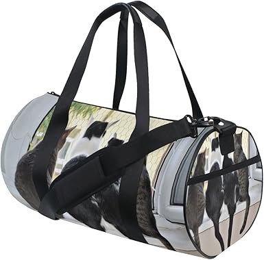 cat gym bag