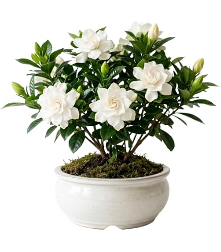 buy jasmine plant Buy Star Jasmine Staked Phoenix, AZ | Trachelospermum