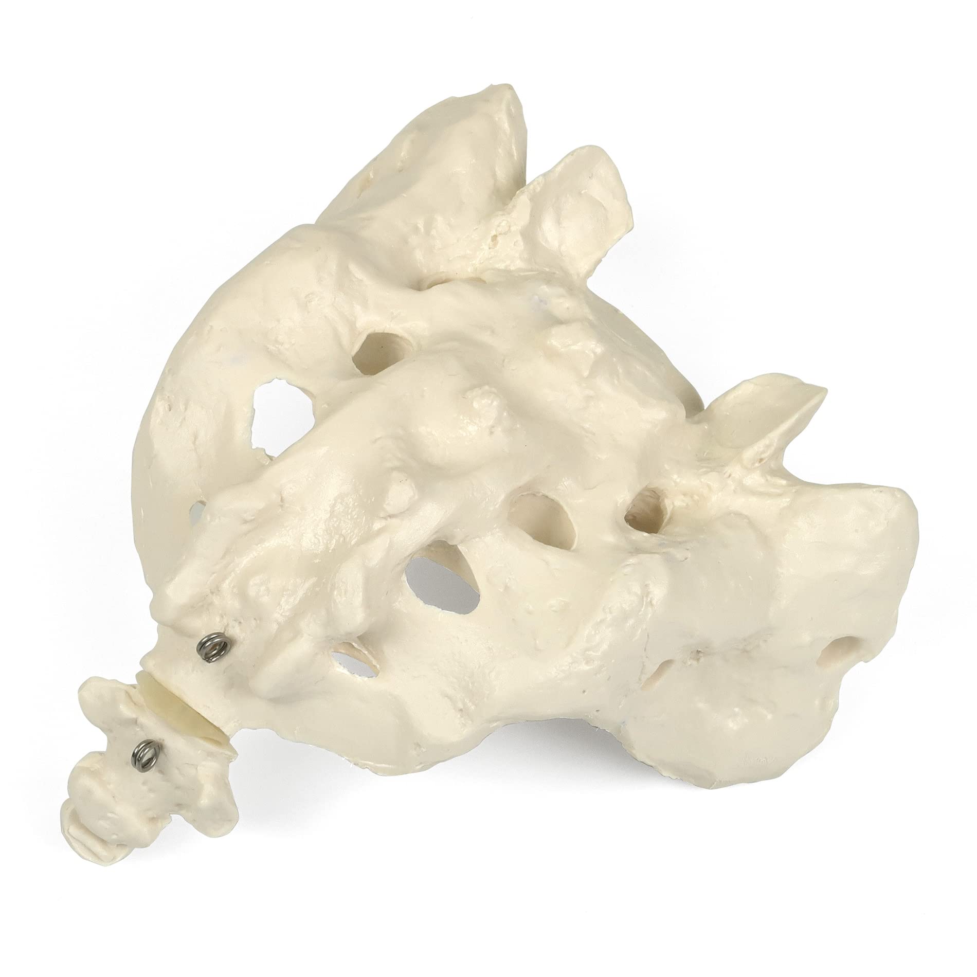 3B Scientific A70/6 Sacrum and Coccyx + free Anatomy App - 3B Smart Anatomy