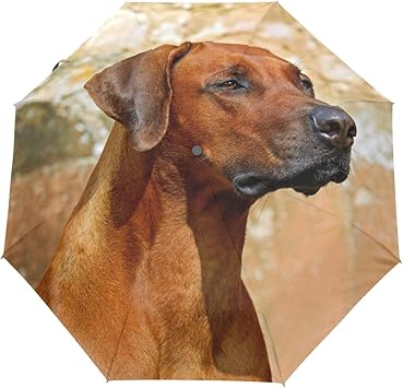 Download Amazon Com Rhodesian Ridgeback Dog Umbrella Women Girl Men Automatic Open Close Small Totes Rain For iPhone Free Get Wallpaper Amazon Com Rhodesian Ridgeback Dog Umbrella Women Girl Men Automatic Open Close Small Totes Rain Desktop Wallpaper
