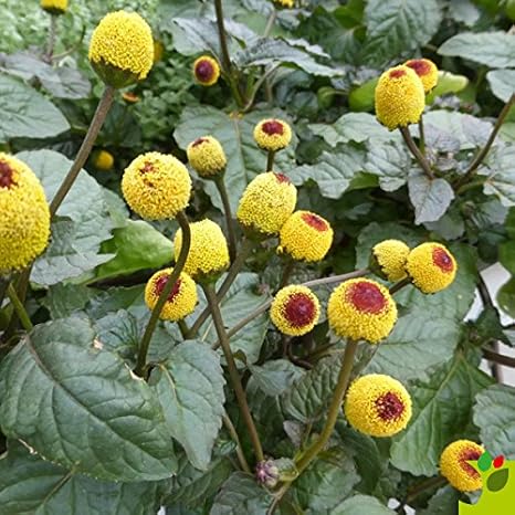 0 1g Approx 300 Toothache Plant Seeds Acmella Oleracea Brazil Cress Para Cress Amazon Co Uk Garden Outdoors