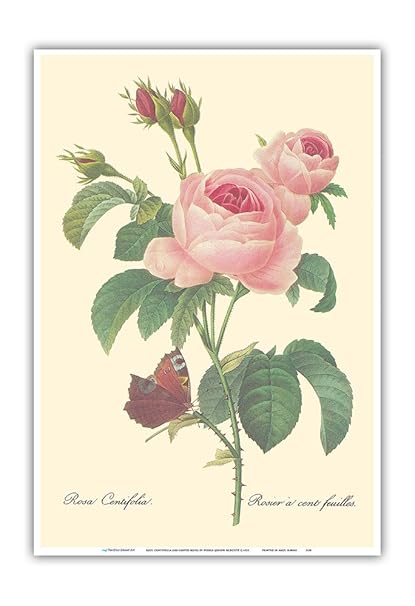 Amazoncom Pacifica Island Art Rose Centifolia One Hundred
