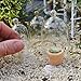 Jeremie Corporation Glass Cloches, Set of 5 for Miniature Garden, Fairy Garden