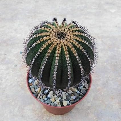 Real 20pcs Lot Cactus Seeds Uebelmannia Pectinifera Succulent Bonsai Plant Diy Home Garden Give Free Shipping Amazon De Garten
