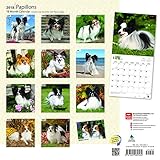 Image de Papillons 2018 12 x 12 Inch Monthly Square Wall Calendar, Animals French Dog Breeds (Multilingual Edition)