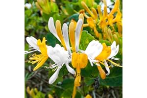 YOKEBOM Yellow White Honeysuckle Bush Climbing, Honeysuckle Plant Live Vine, Fragrant Lonicera Perennial Honeysuckle Plants Bushes Shrubs in 2.5 Inch Pot
