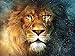 TSING DIY Crystals Paint Kit 5D Diamond Painting by Number Kits, The Lion - 15x19.7 inches