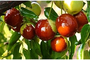 PILESTONE Winter Jujube (Ziziphus Jujuba cv. Dongzao) Tree 2 Year Grafted （冬枣）