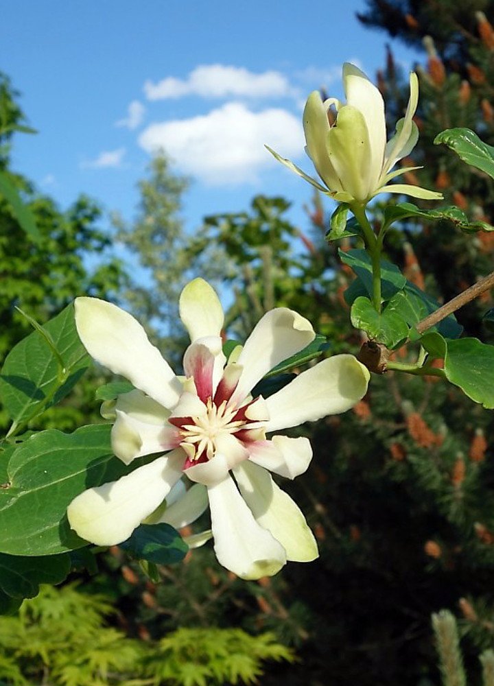 Venus Sweetshrub - Calycanthus - Fragrant! - Hardy - 4" Pot