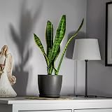 B2C Flower Pots 9.5 cm to 30 cm with Saucer Tray Matt Plastic Planter Black view 5