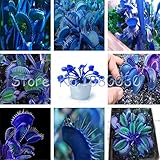 Seeds Shopp Extreme Blue flytrap flytrap seeds potted bonsai plant seeds Carnivorous plants seeds garden balcony 120PCS Cheap!