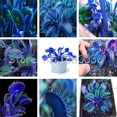 Seeds Shopp Extreme Blue flytrap flytrap seeds potted bonsai plant seeds Carnivorous plants seeds garden balcony 120PCS Cheap!