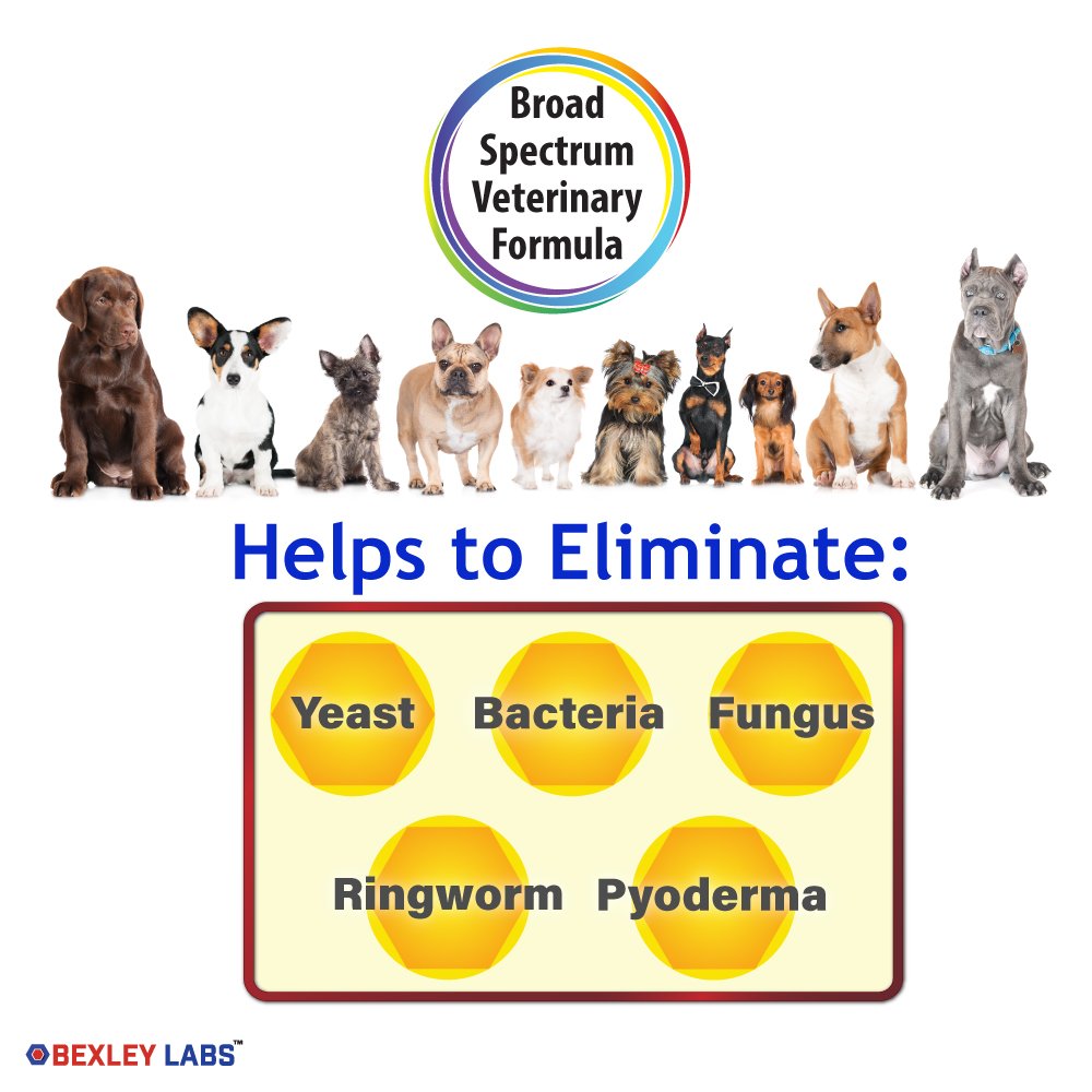 Curaseb Antifungal Antibacterial Chlorhexidine Shampoo for Dogs Cats w