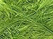 Large 100 Gram Skein Lime Green Eyelash Yarn Fun Fur 164 Yards