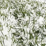 No-Till Winter Rye Seeds - 5 Lbs - Non-GMO Rye