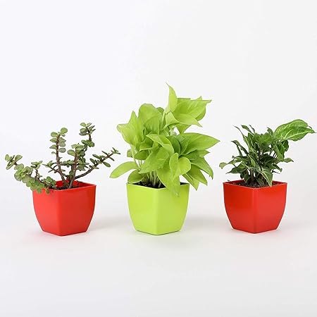 VishNature Money Plant,Syngonium & Jade Plant in Multicolor Plastic Pot/Indoor/Outdoor/Live/Plant