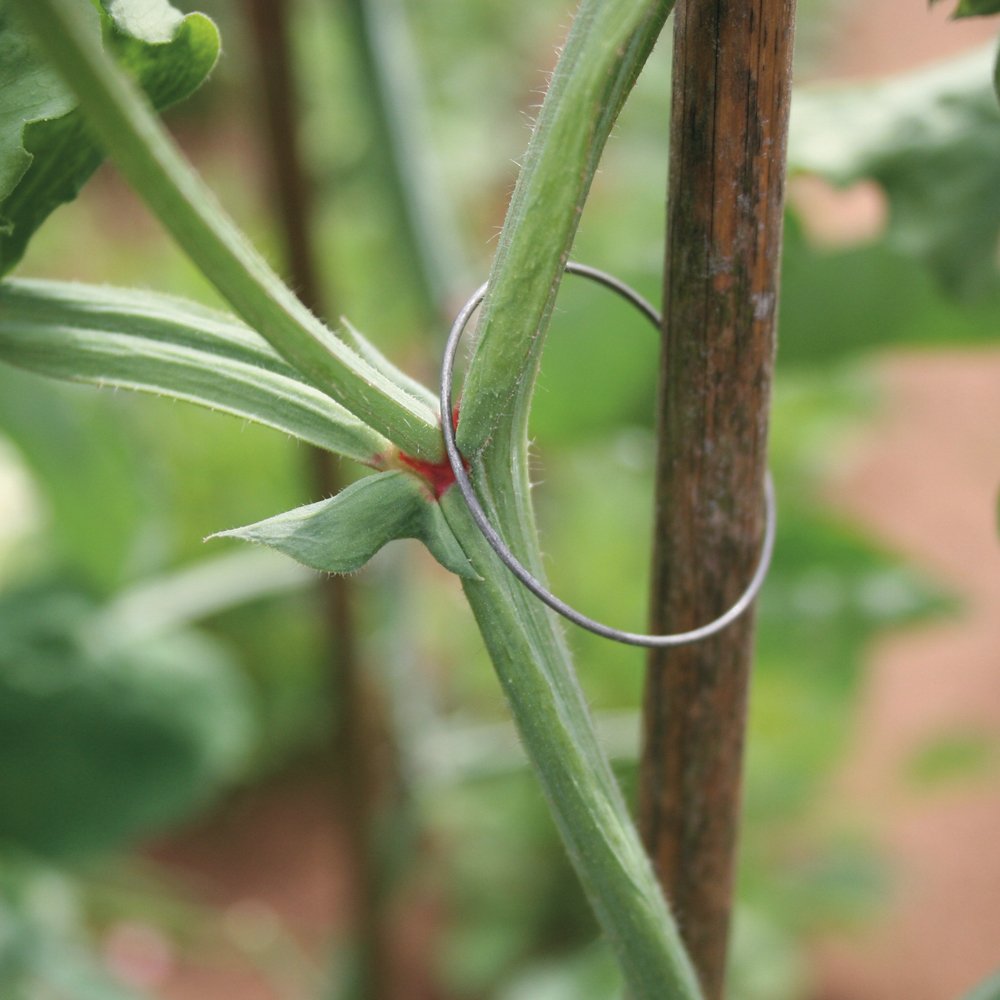 Thompson & Morgan Sweet Pea Metal Support Rings Flower Stem Holders for Gardens 1 x Pack of 50 Support Rings